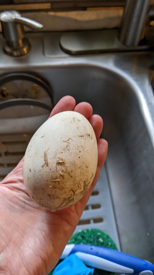 Goose Eggs Fertilized