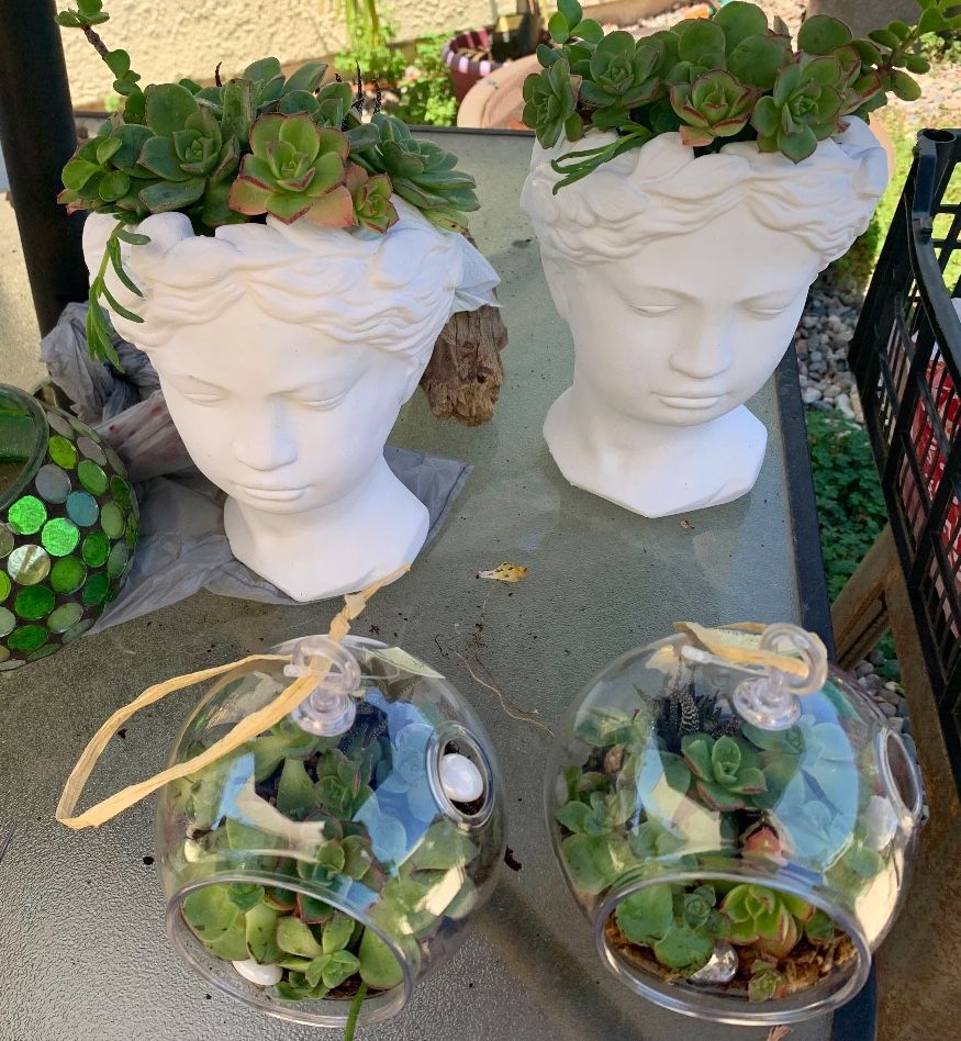 Succulent Arrangements