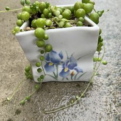 Variegated String Of Pearls