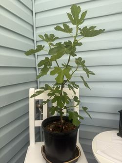 fig tree plants Olympian