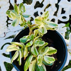 Variegated Jade Crassula Ovata Succulent Plant 