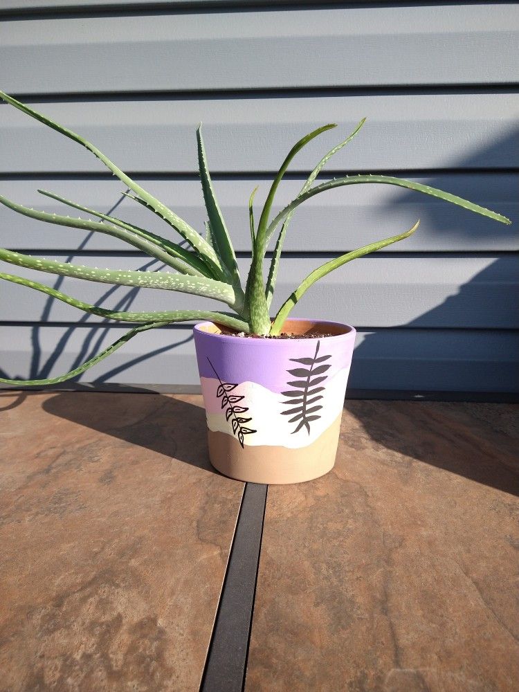 Aloe - LIVE PLANT