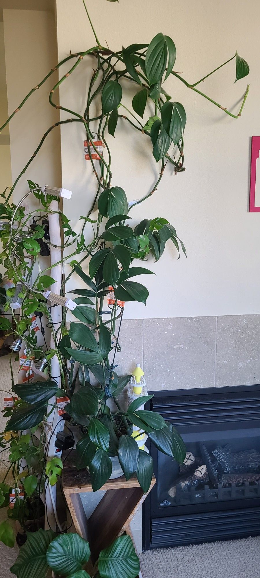 Extremely huge mature rhaphidophora decursiva in a 8 inch planter almost 6 feet long Atleast 5 Plants Together