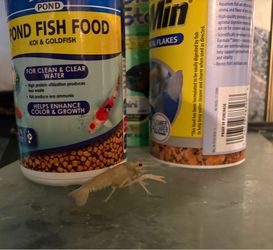 Fish food