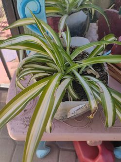 Spider Plant