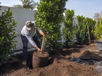 Ficus Trees Privacy Hedge, Boxwood Shrubs Hedge