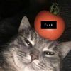 hw_gatito