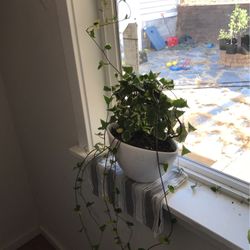 Ivy With A Ceramic Pot And Trellis 