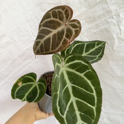 Anthurium Magnificum X Doroyaki In 5” Pot 