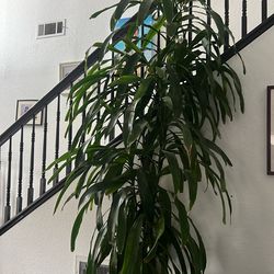 Big an tall plant