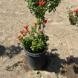 Honey Suckle Plants