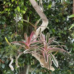 Mounted Bromeliads: Many Choices