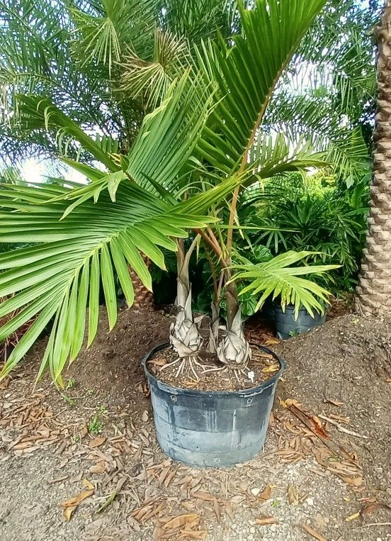 🍀🌴Triple Bottle Palm $350.00