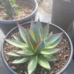 Agave Blue Glow 