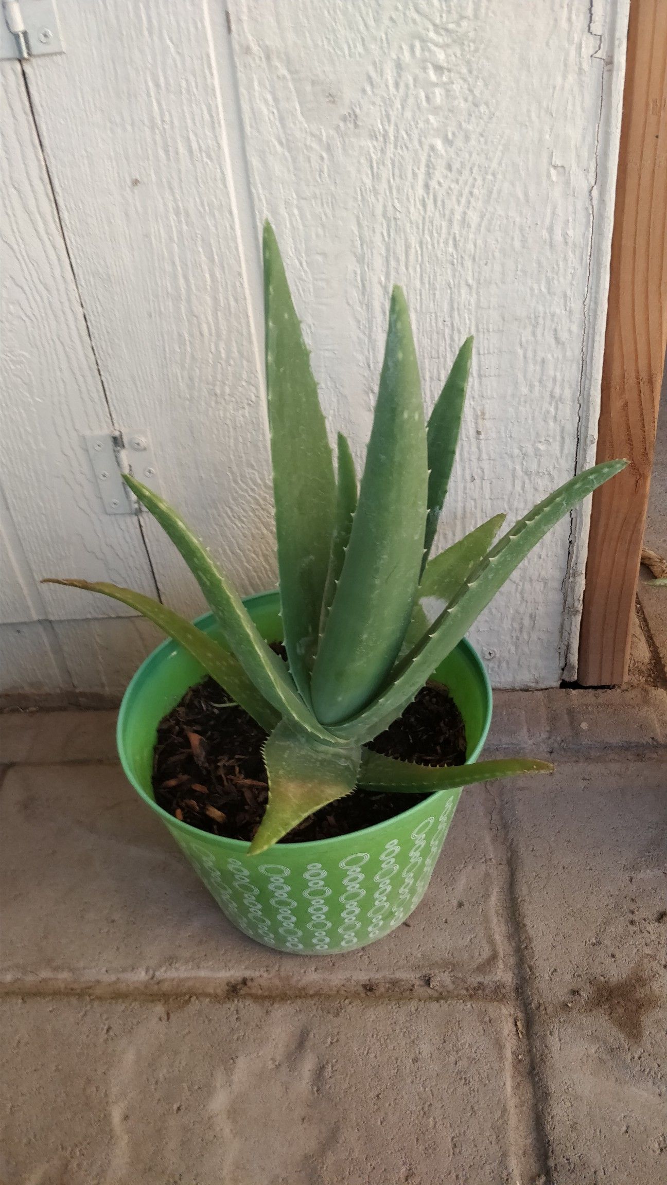 Aloe vera plant. / Planta de zavila