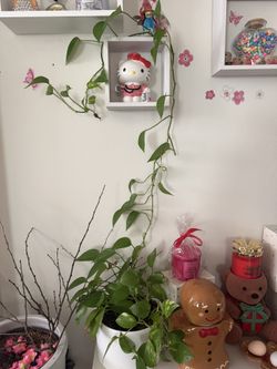 Plant 