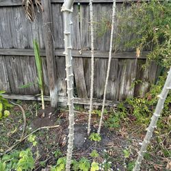 Yucca Branch For Planting 