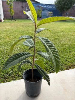 Árbol de níspero / loquat tree