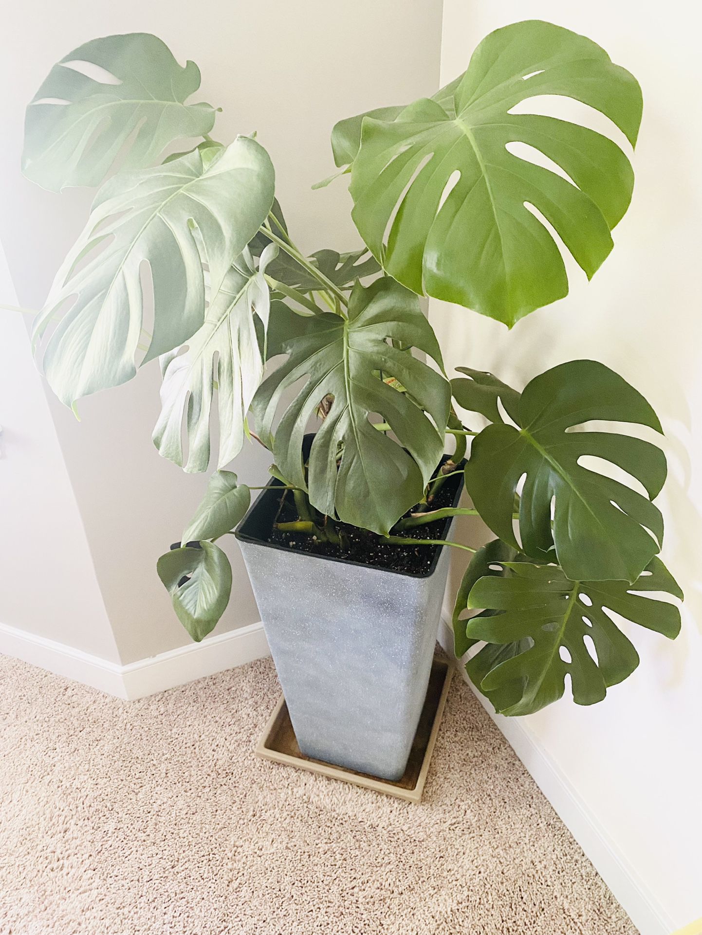 Monstera Plant With Large Planter 