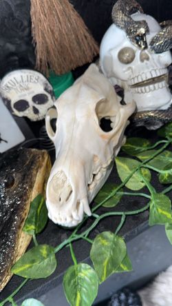 Beetle cleaned coyote skull