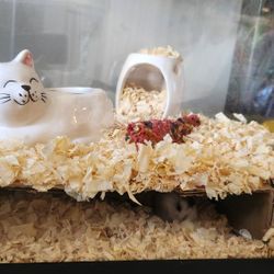 10 Gallon Tank Hamster Set Up