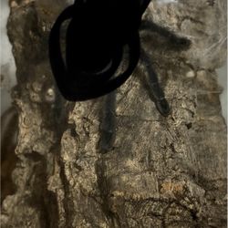 Terrarium With Everything 