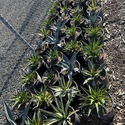 Agave