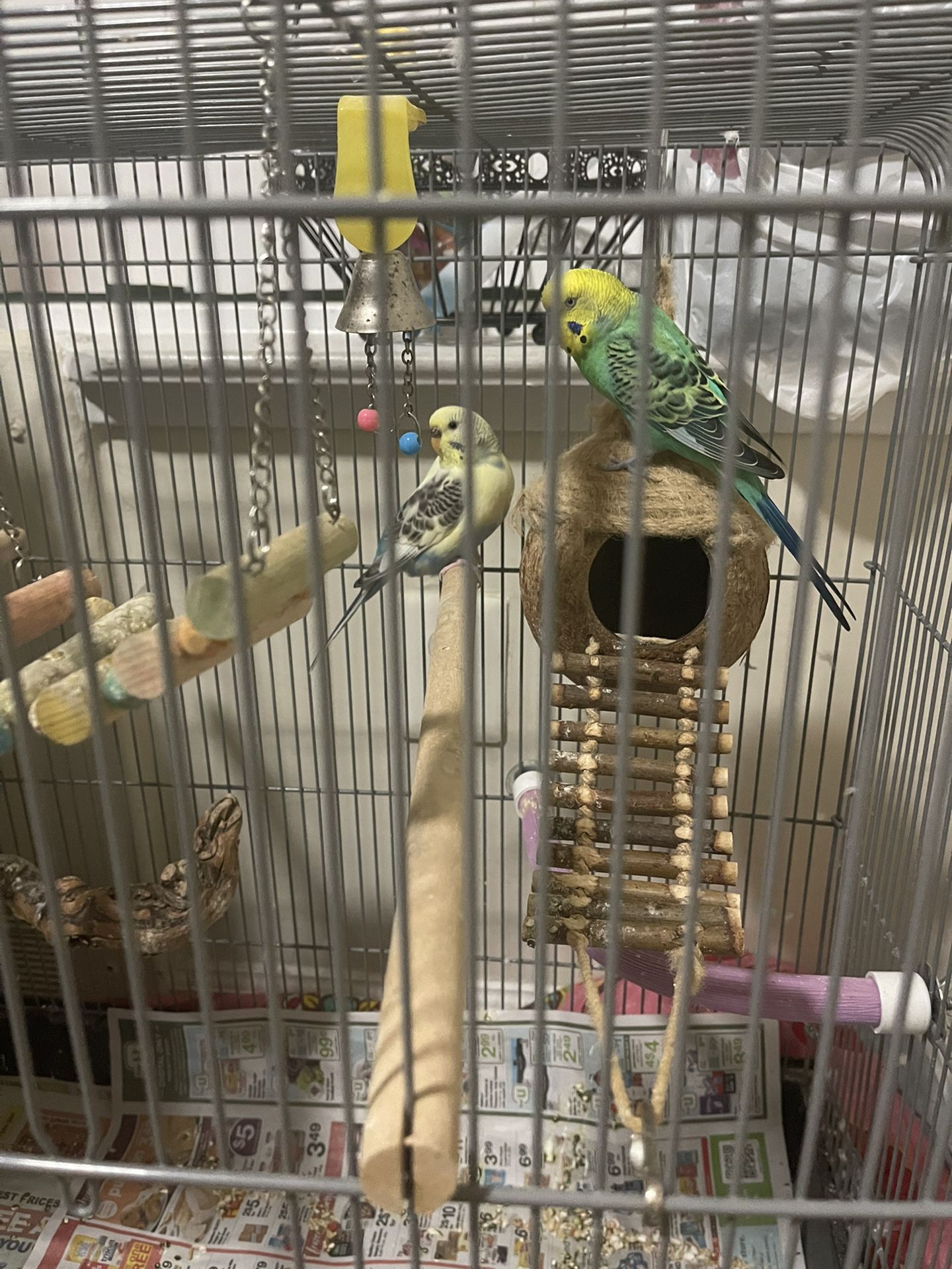 Birds Cage Parakeets 