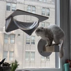 Cat Window Clear Hammock 