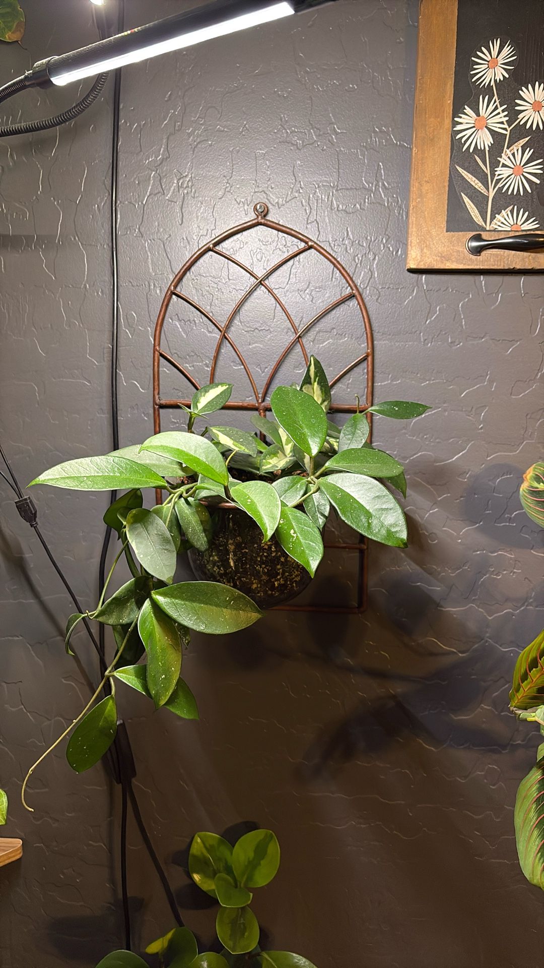 Hoya Live Plant For Sale