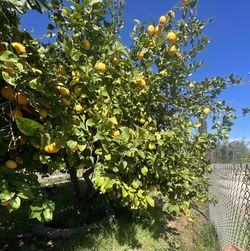Organic Grown Lemons