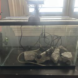 10 Gallon Freshwater Fish Tank Setup