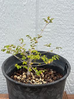 Chinese Elm Tree Pre Bonsai 2.5yr Seedling