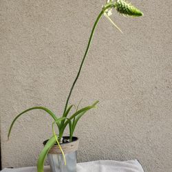 Pregnant Onion Flowering Plant In Metal Vase