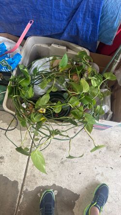Free Pothos cuttings live plant about 30 feet or so