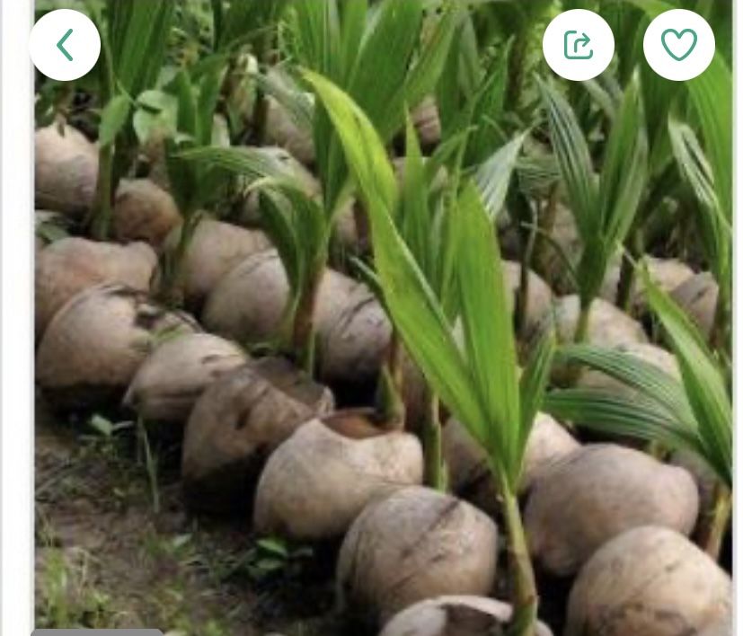 COCONUT PALM TREES $ 5.Small (under 1 Foot) $15 Large (2-3 Feet)