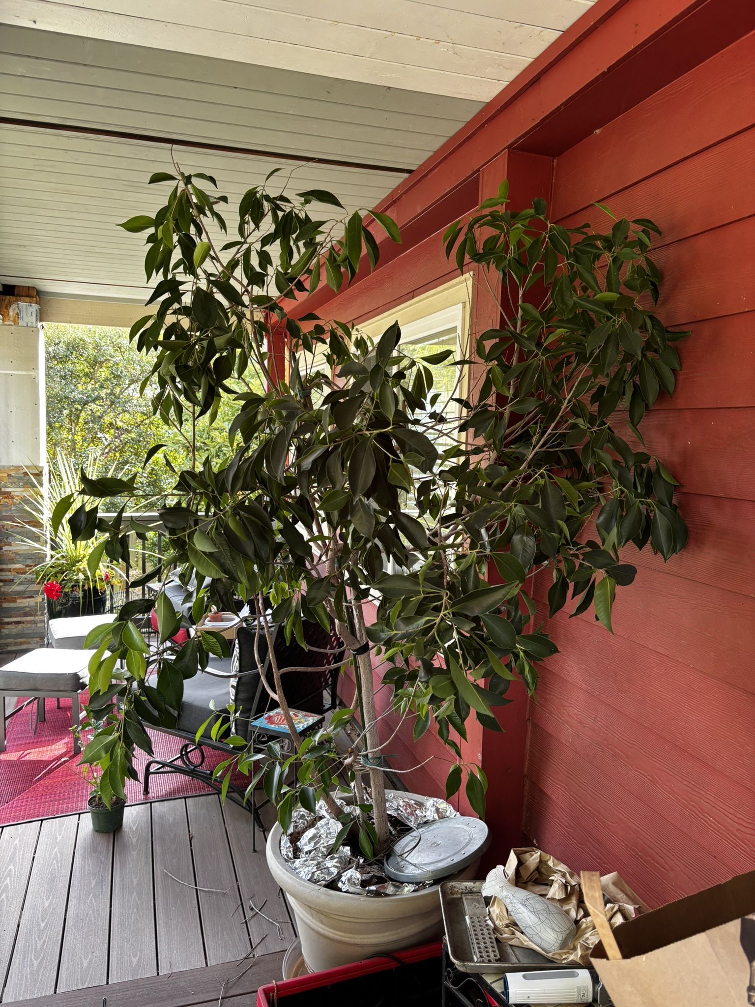 Ficus Benjamina Real - Pending Pick Up