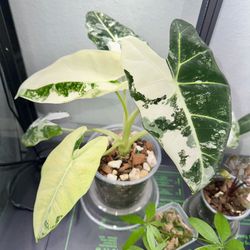  Alocasia micholitziana 'Frydek' Variegata