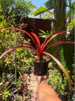 Red Bromeliad Tropical Plant