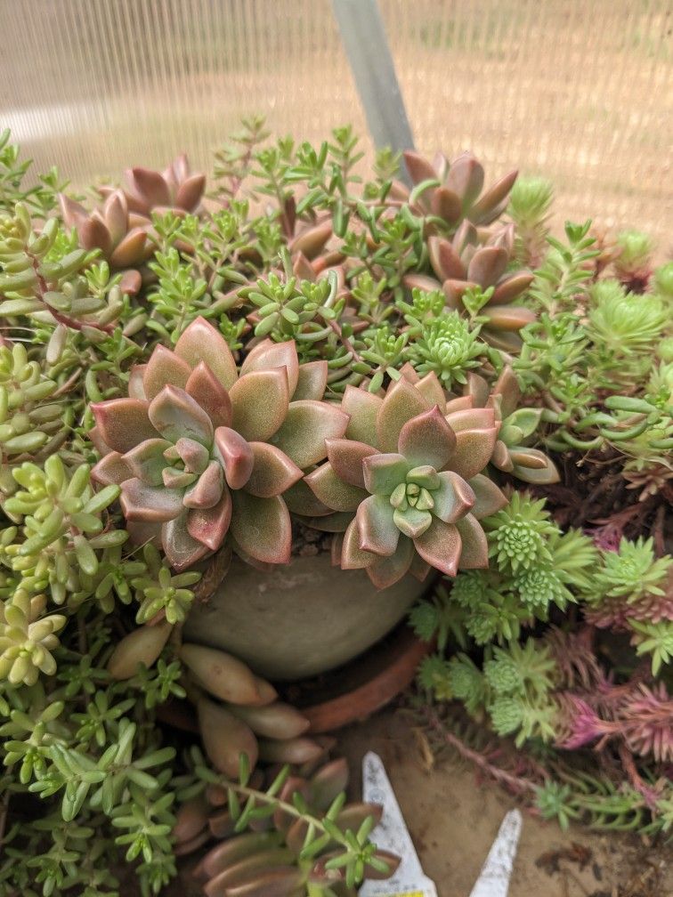 Succulents