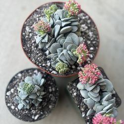 Crassula Morgans Beauty 