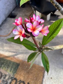 Plumeria plant and cuttings