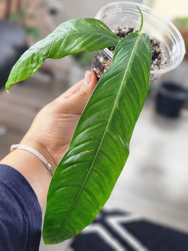 Philodendron Campii