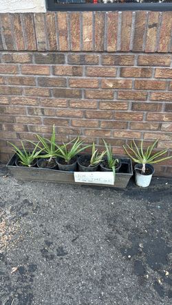 Free Aloe vera plants