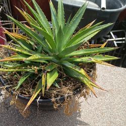 Maguey