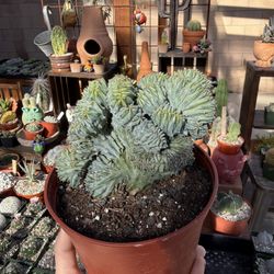 6” Myrtillocactus geometrizans