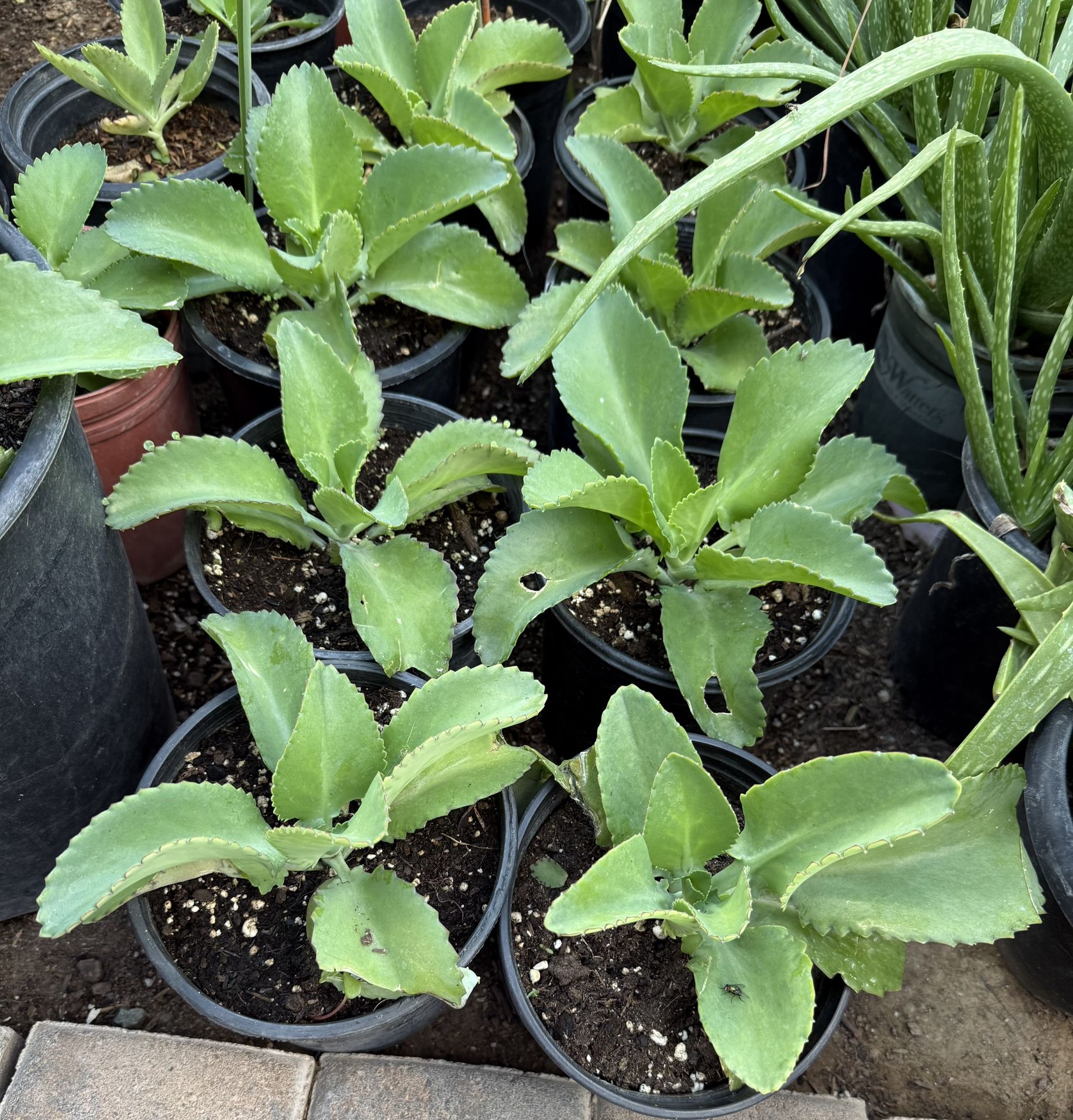 Kalanchoe $12 Cada Una