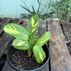 Calathea Golden Mosaic Plant 