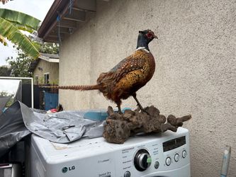 Stuffed pheasant looks like
