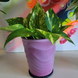 Golden Pothos Plant Growing In Water Inside A Ceramic Pot